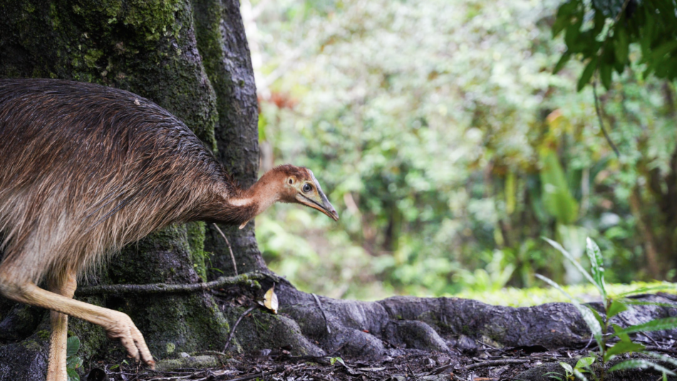 Baby Cassowary in Daintree Rainforest
