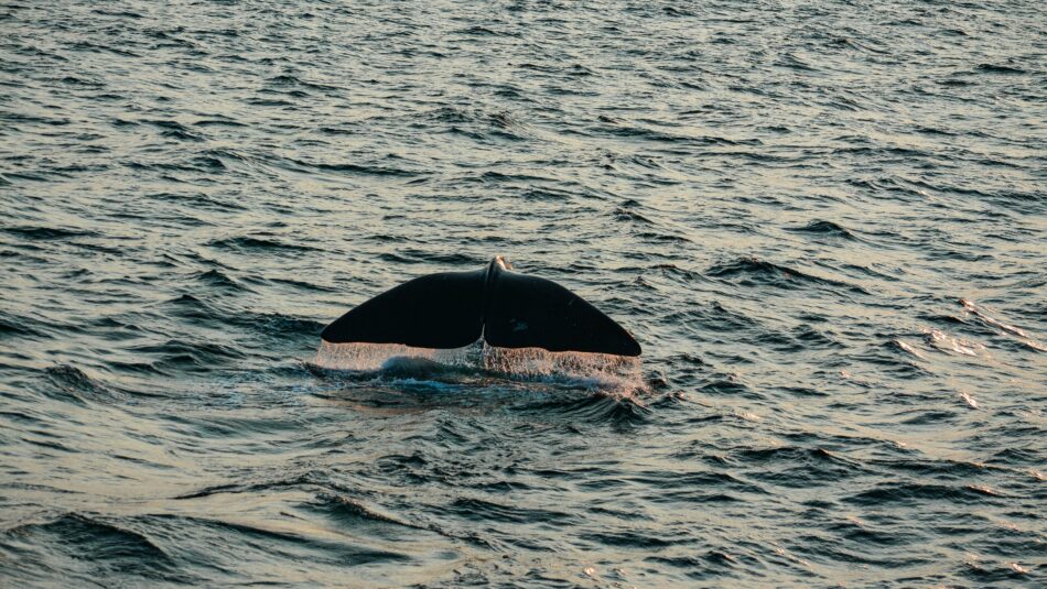 whale watching in Colombia