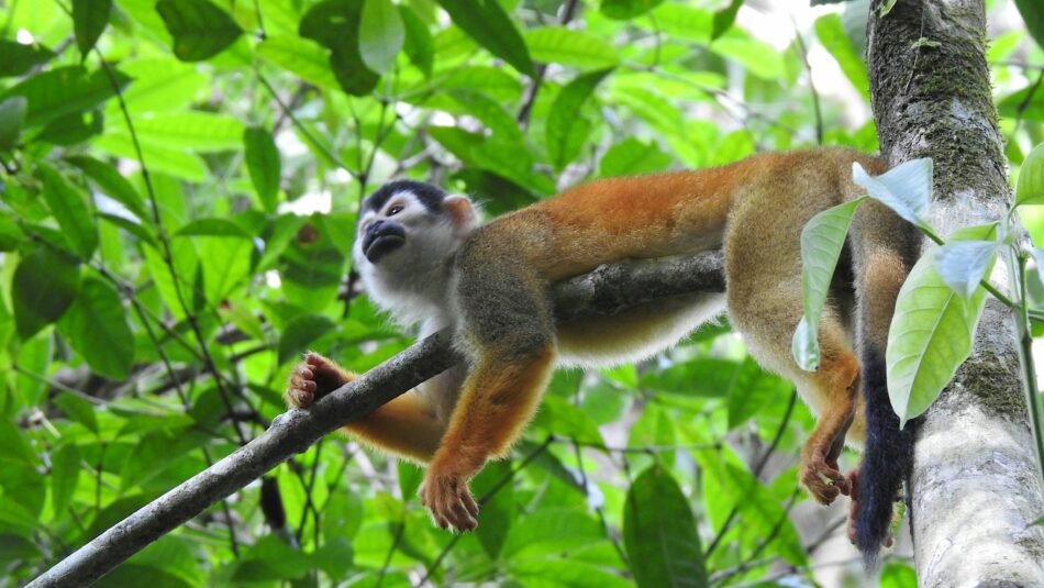 monkey in Corcovado National Park, Costa Rica