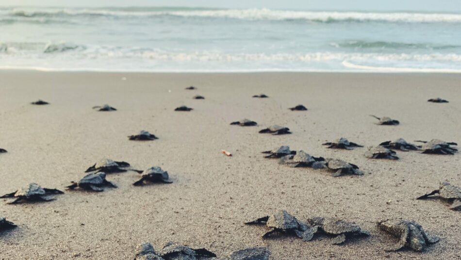 baby sea turtles, Costa Rica