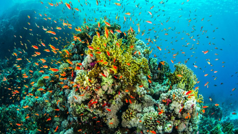 Great Barrier Reef, Australia