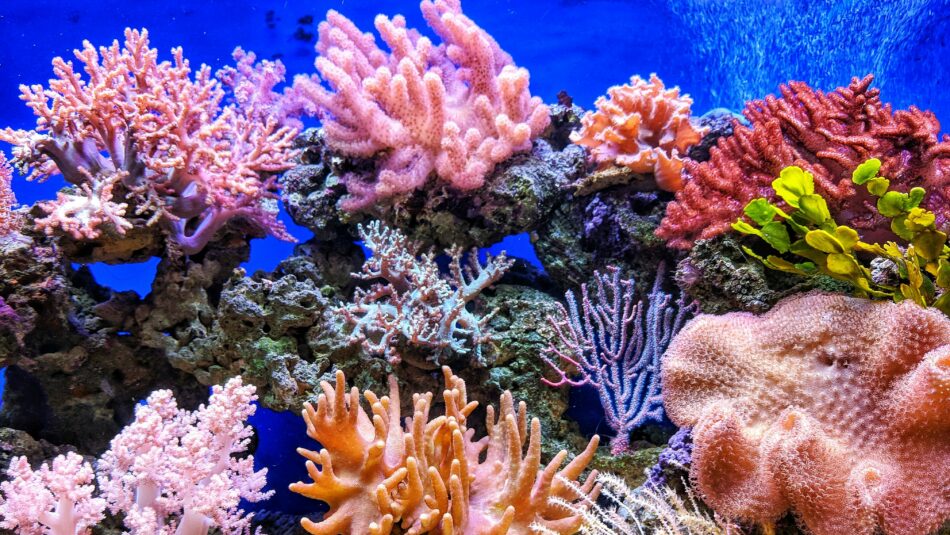 Great Barrier Reef in Australia