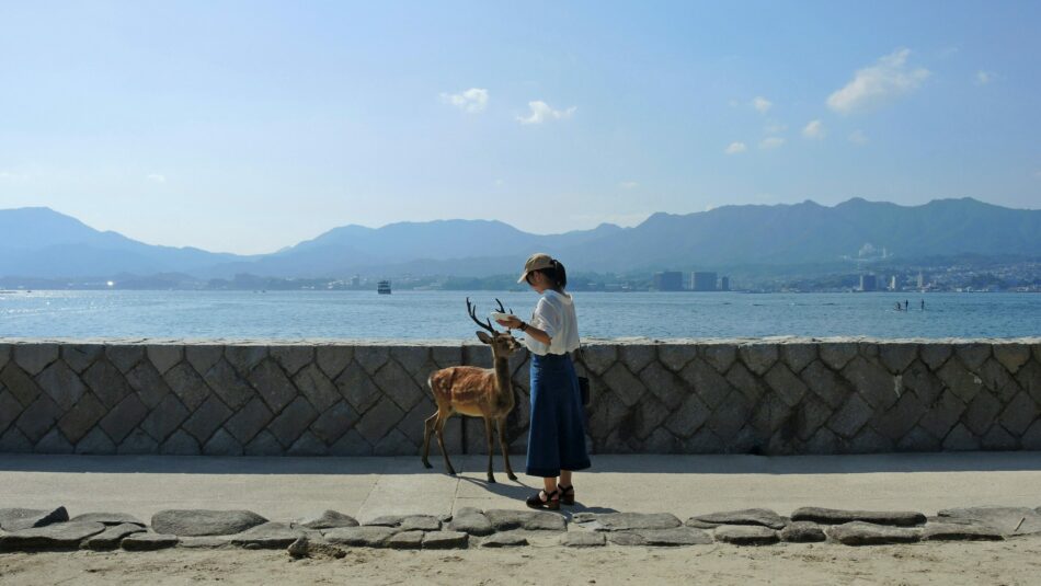 girl feeding deer in Miyajima, Japan
