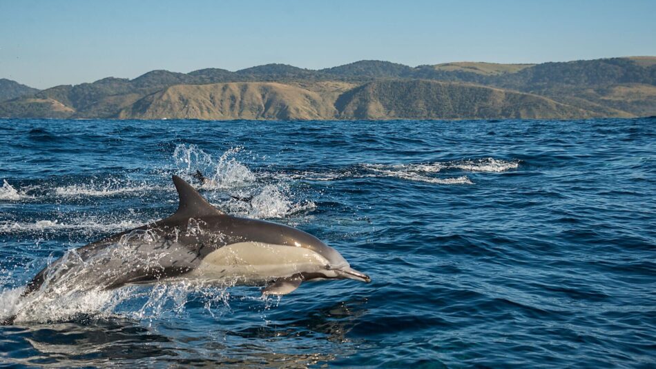 dolphins along the coast