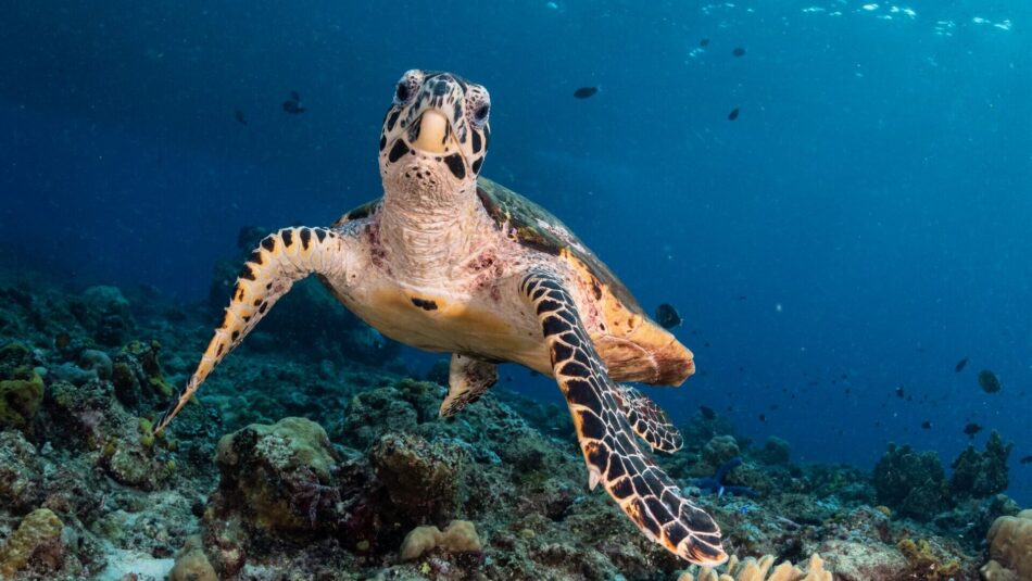 sea turtles