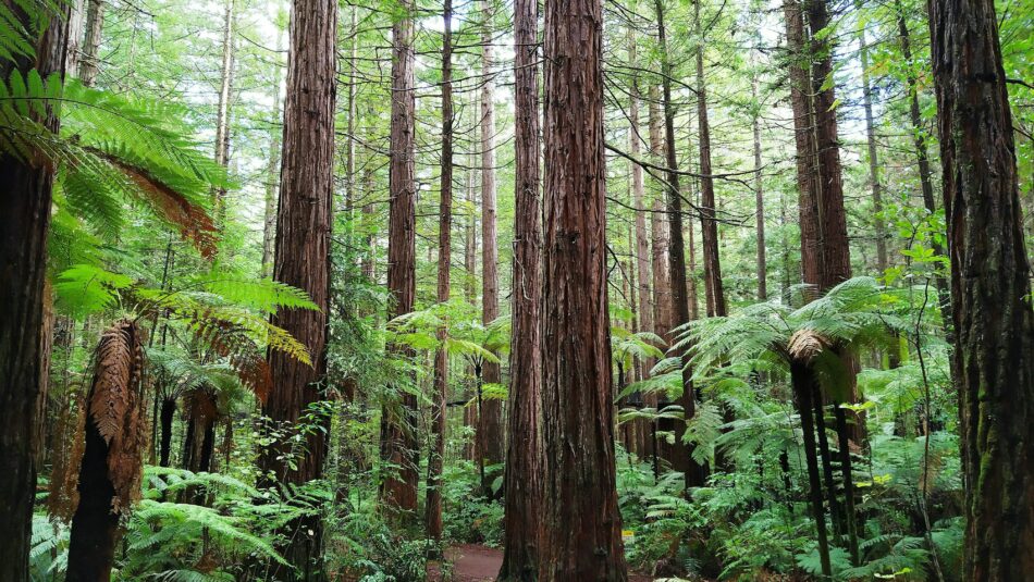 redwood forest in New Zealand