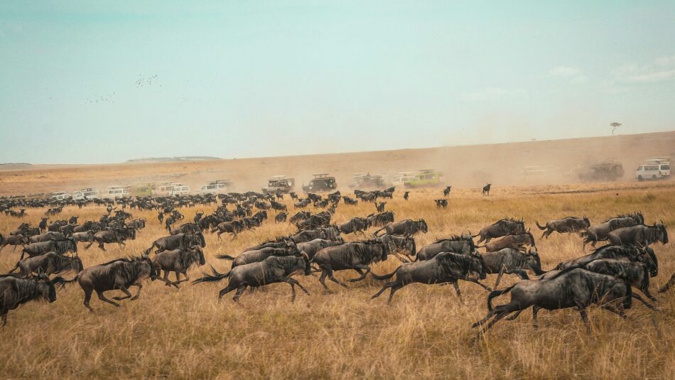 wildebeest migration in South Africa