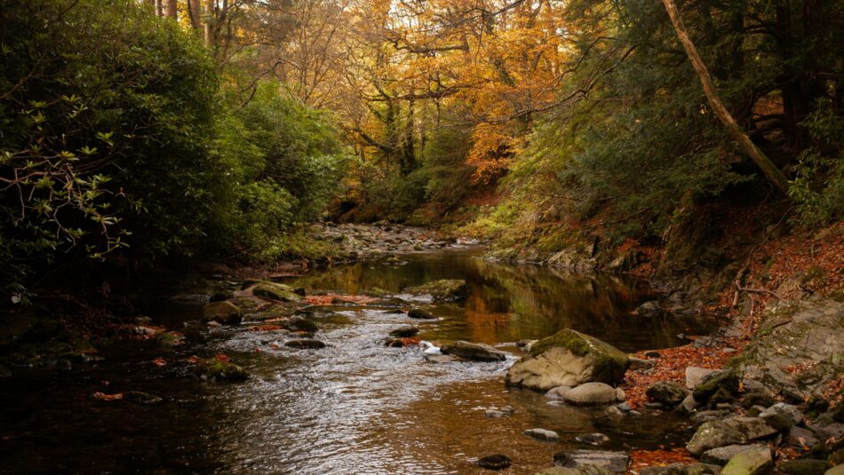 Tollymore forest park, Ireland