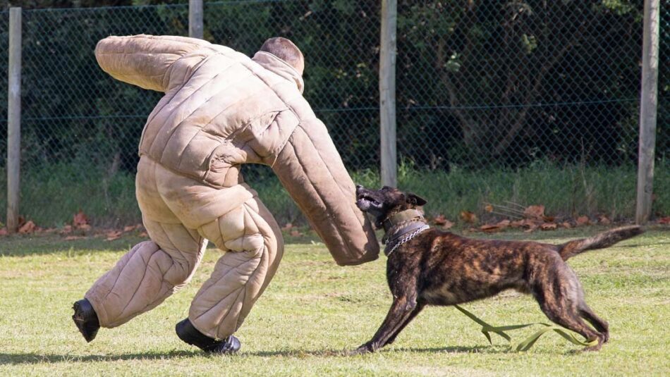 K9 Unit Dogs, south africa