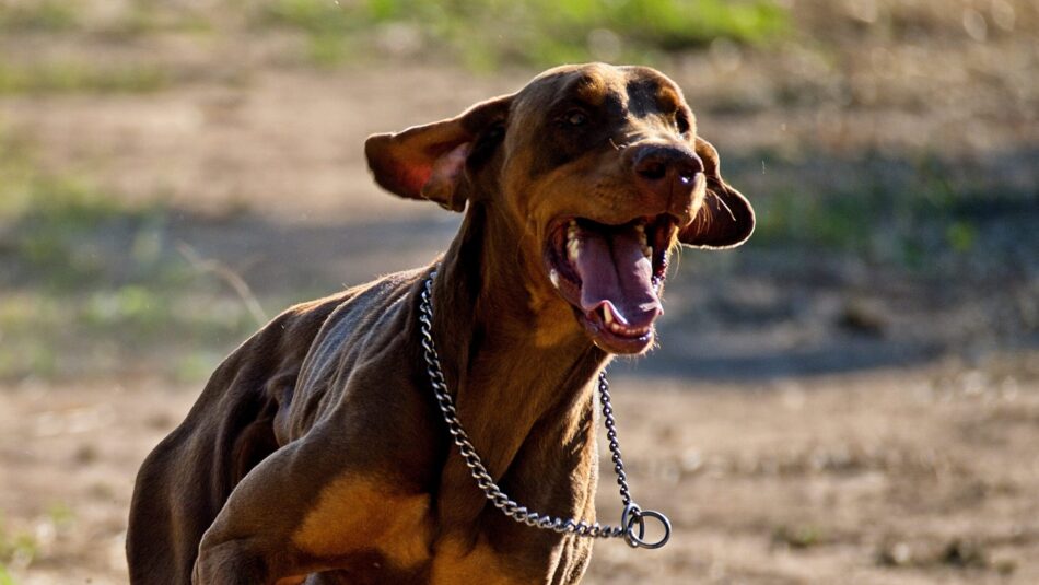 K9 Unit Dogs, south africa