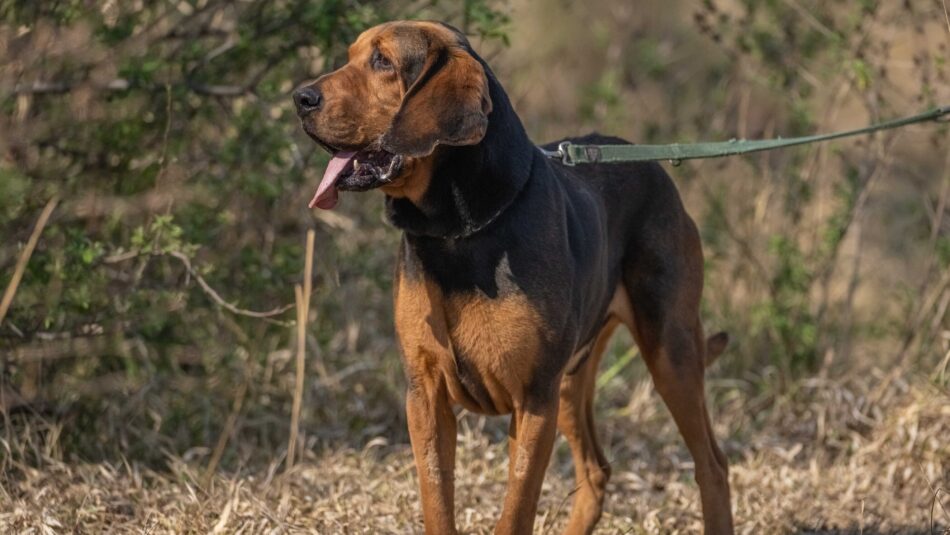 K9 Unit Dogs, south africa