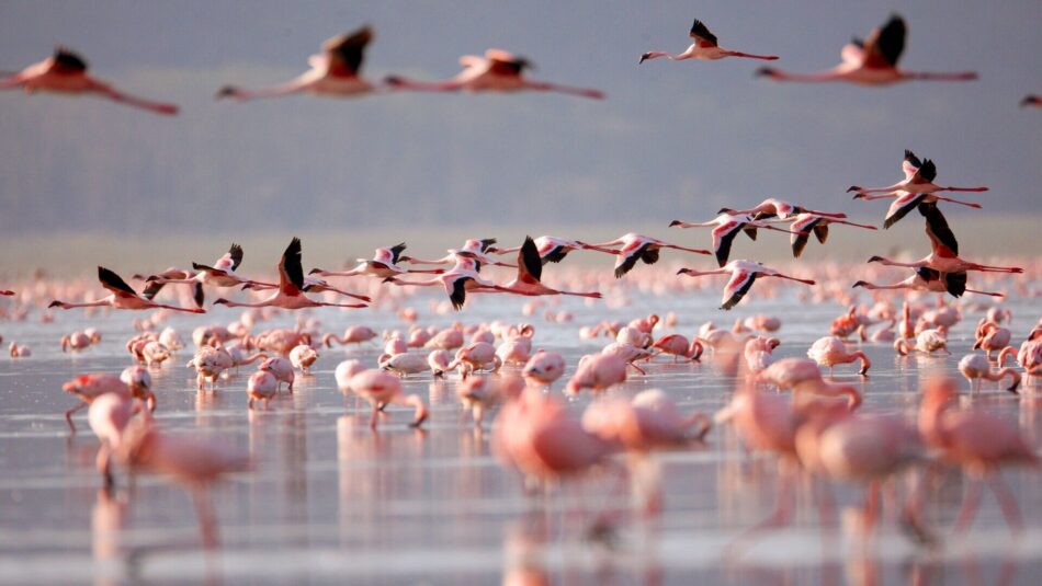 flamingos in Lake Manyara, Tanzania