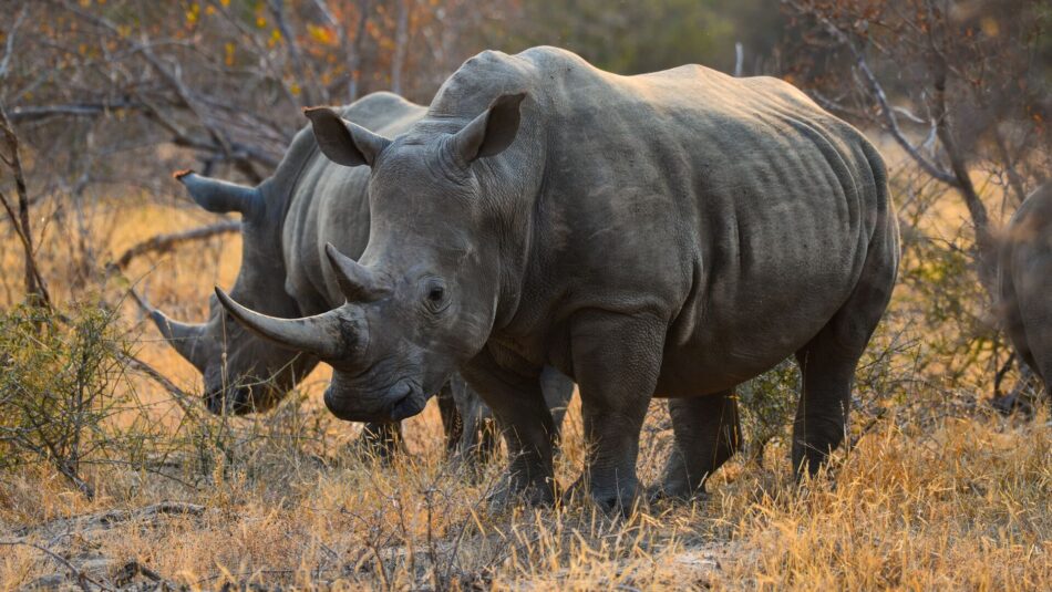rhinos in south africa