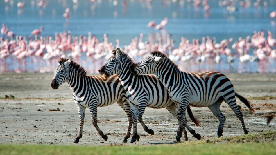 zebras and flamingos in Lake Manyara, Tanzania