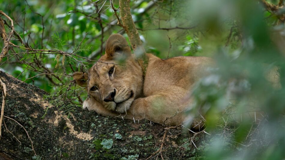 tree-climbing lions in Lake Manyara, Tanzania