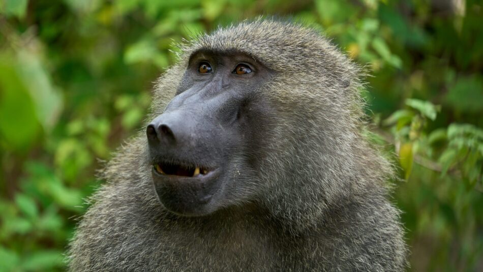 baboons in Lake Manyara, Tanzania