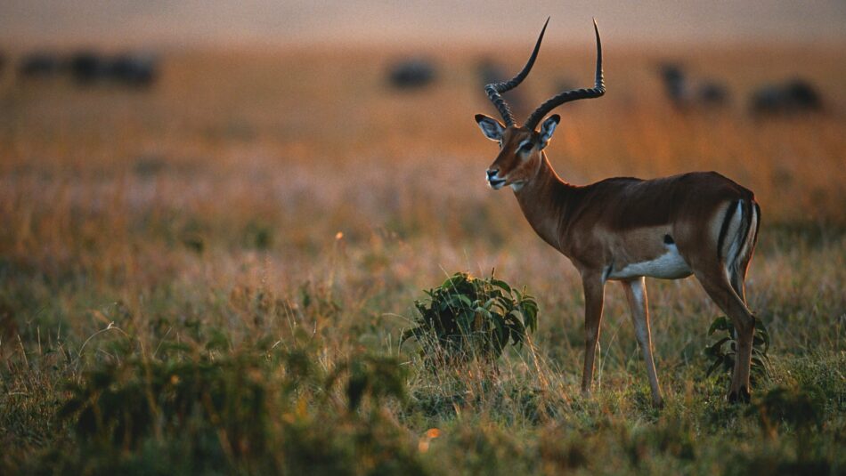 impalas in Lake Manyara, Tanzania