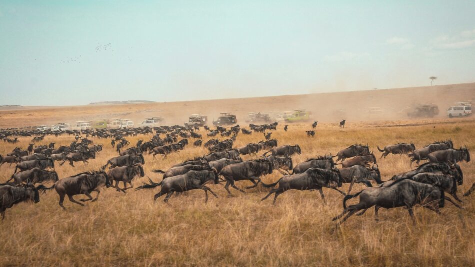 wildebeest in Lake Manyara, Tanzania