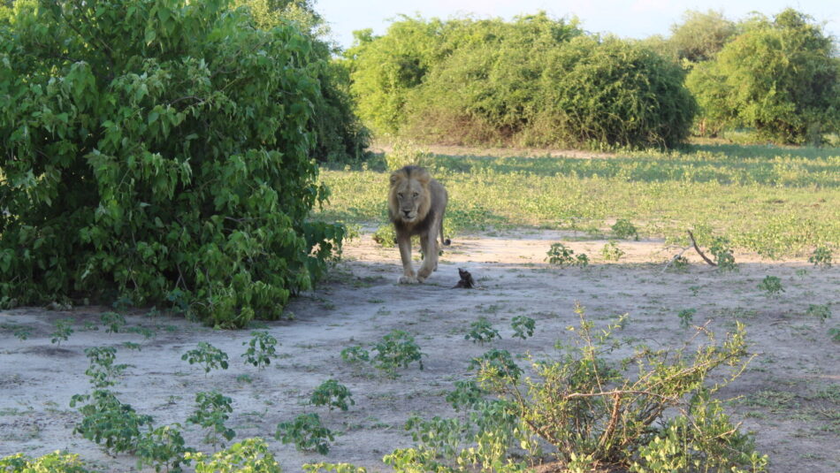 lion spotted on a safari in Africa