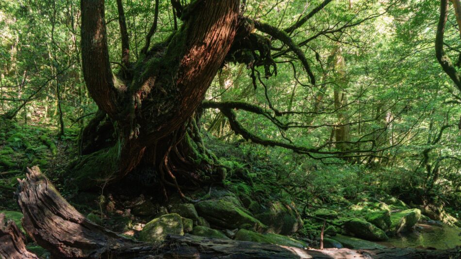 Yakushima island in Japan