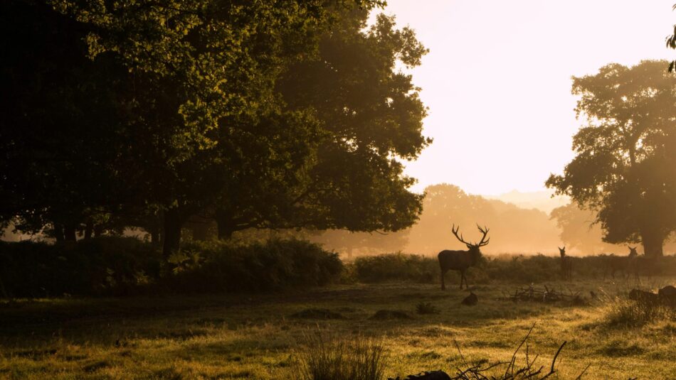 early morning shot of Richmond Park with deer in London