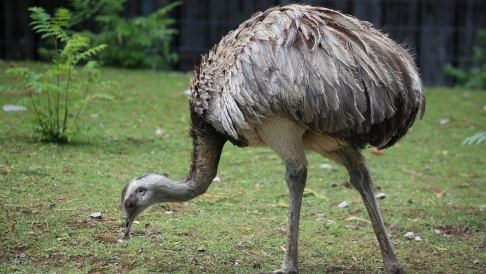emu found in Australia