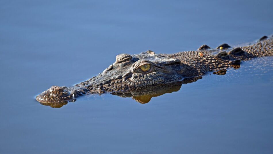 salt water crocodiles found in Australia