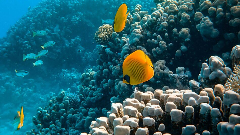 scuba diving in the red sea in Egypt