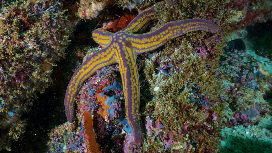 starfish seen while scuba diving in Mexico