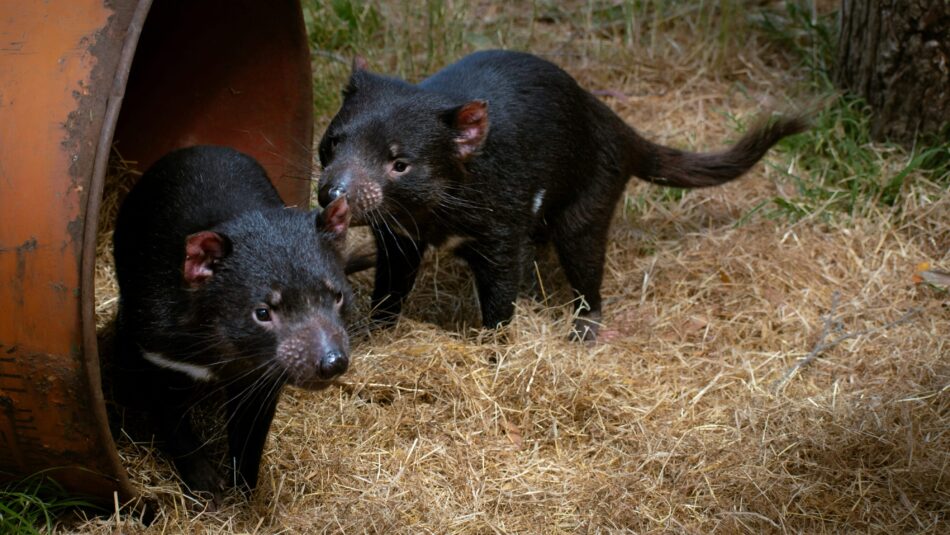 tasmanian devils found in Australia
