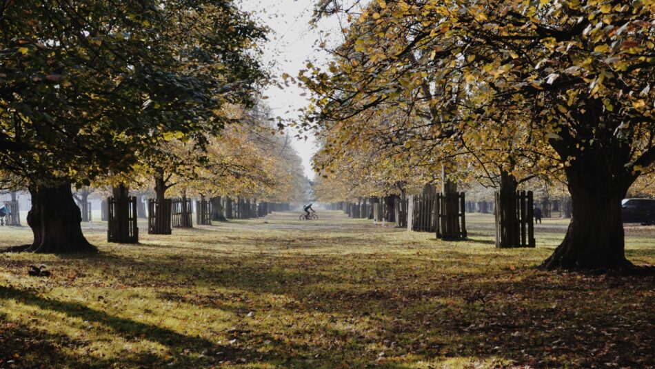 bushy park in the autumn in London, UK