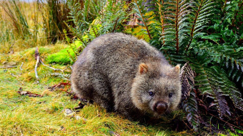 wombat found in Australia