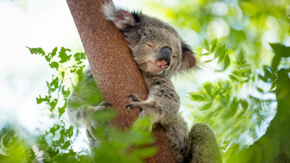 koala found in Australia