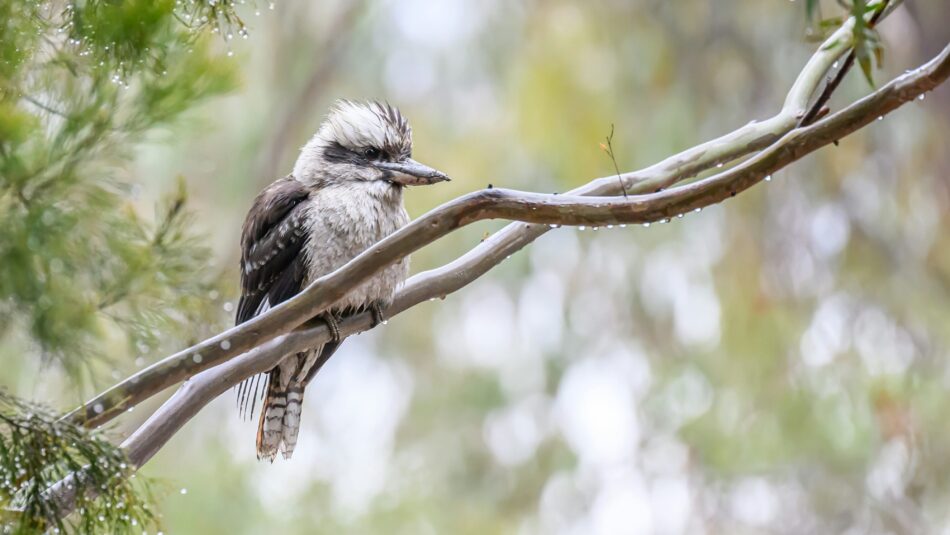 laughing kookaburra found in Australia