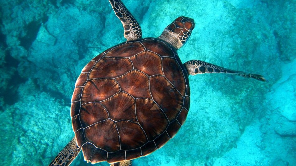 green sea turtles found in Australia