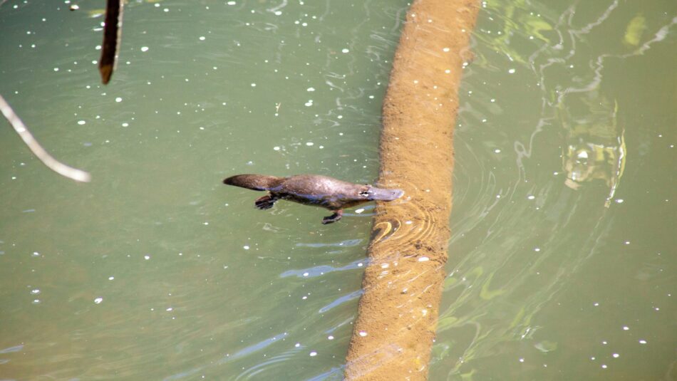 platypus found in Australia