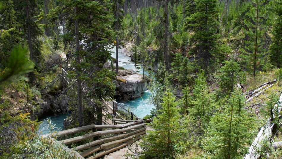 Forest with a footpath leading down to a winding river