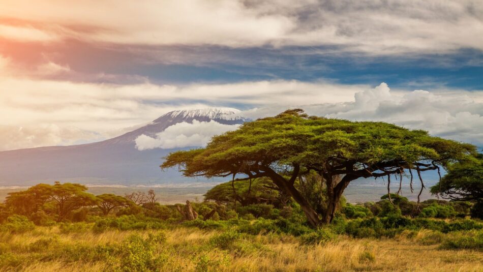 view of Mount Kilimanjaro over the savannah