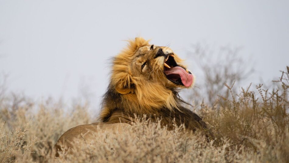 lion yawning in South Africa