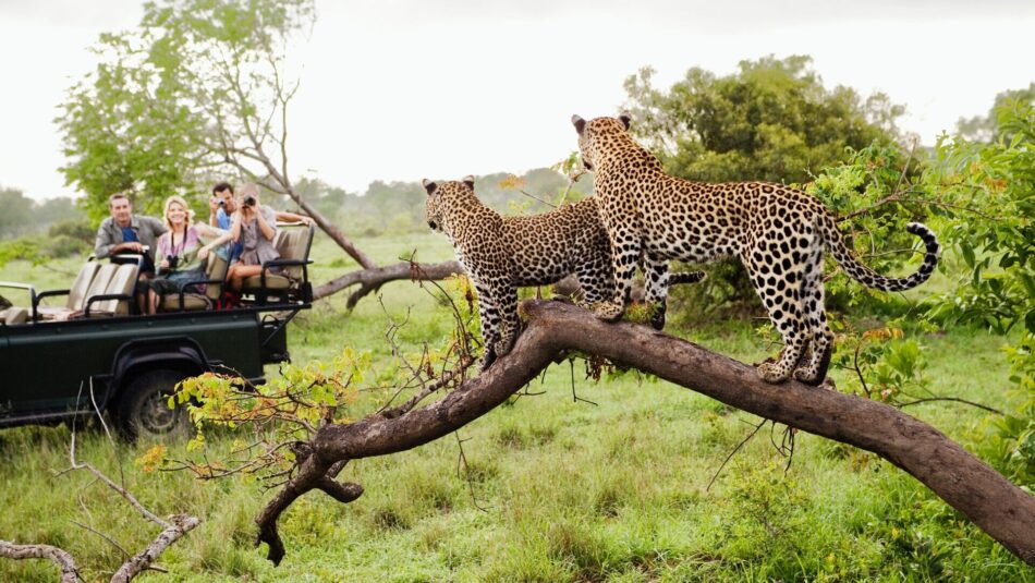 Contiki travellers spotting a cheetah on safari in Kruger National Park