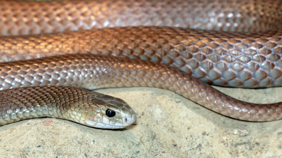 close up of An Eastern Brown Snake at Hartleys Crocodile Adventures in Australia