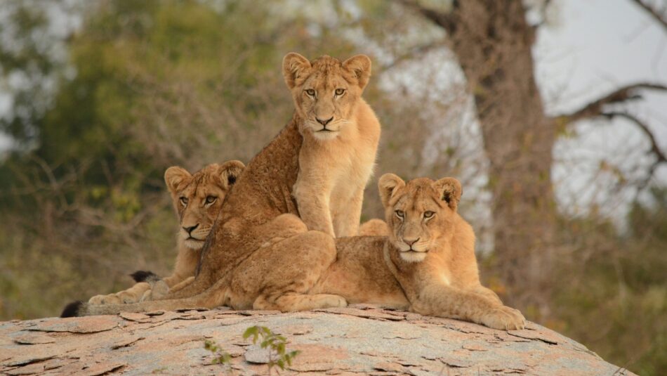 group of lions watching in Kruger National Park