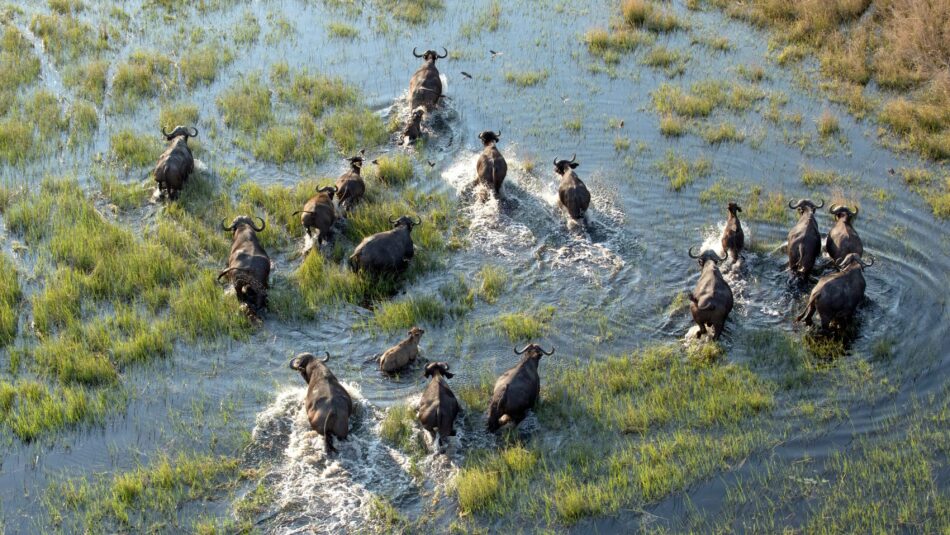 water buffalo crossing through Kruger National Park in South Africa