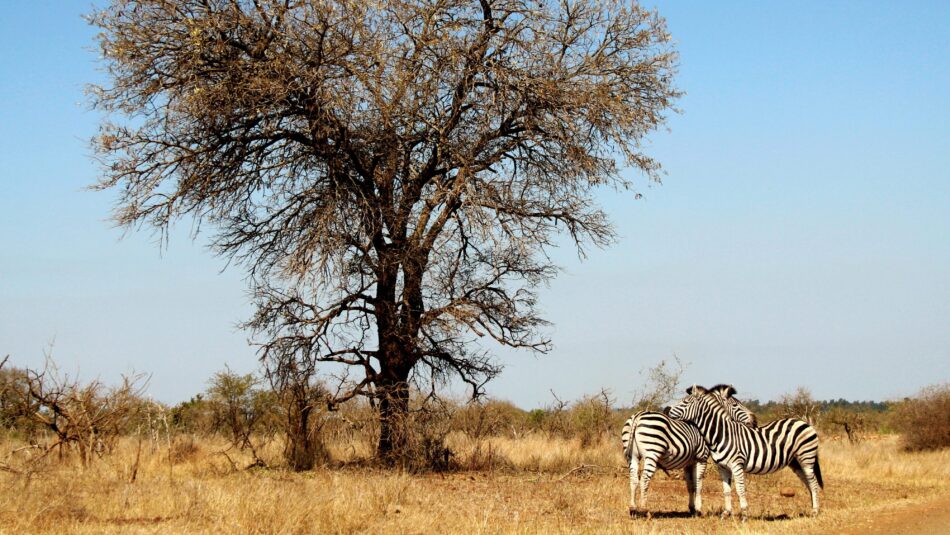 zebras grooming each other in Kruger National Park, South Africa
