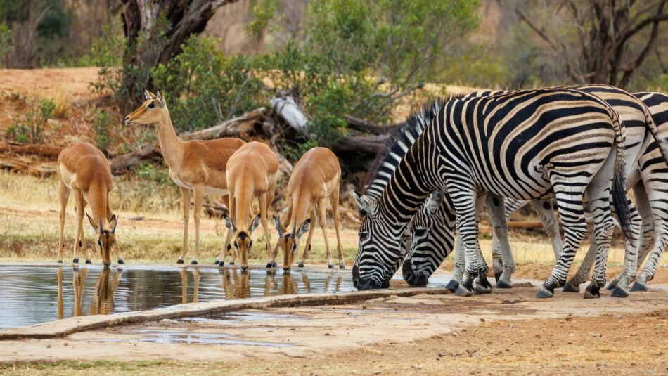 animals drinking at a watering hole in Kruger National Park