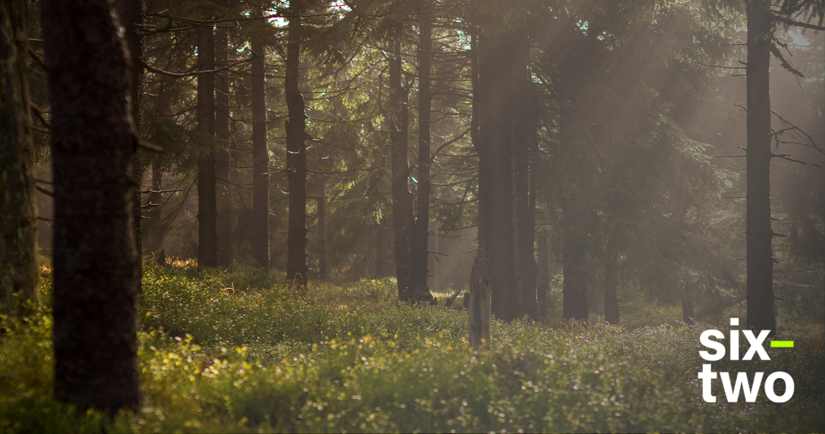 Forest bathing bath soak